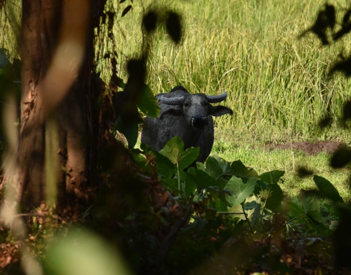 water-buffalo-by cesar-medina.webp a water buffalo next to a rice paddie