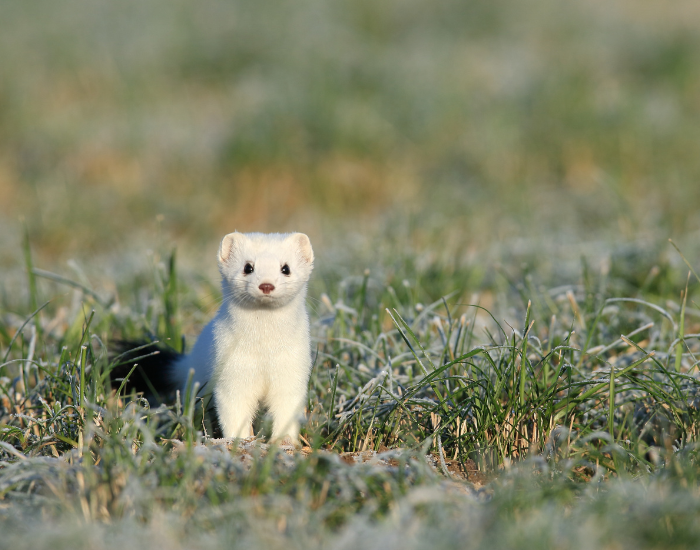white-Mustela-erminea.webp a white ermine standing on a grassfield