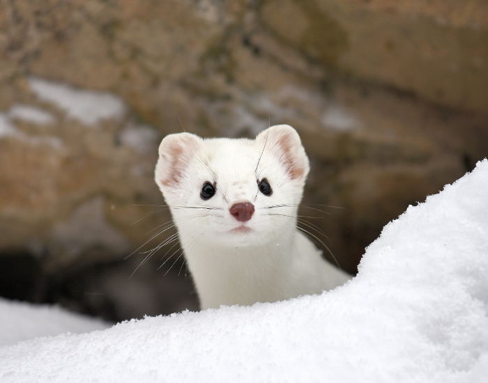 ermine weasel in its natural habitat