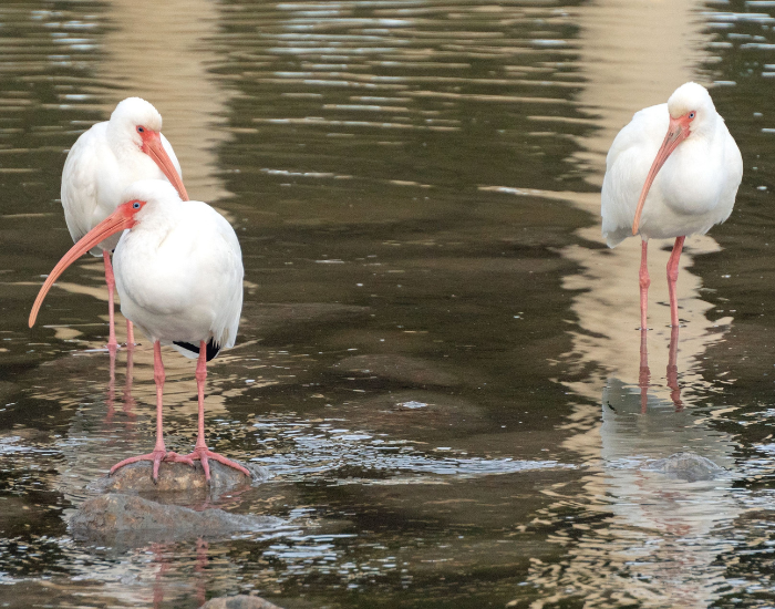 three ibises in a wetland
