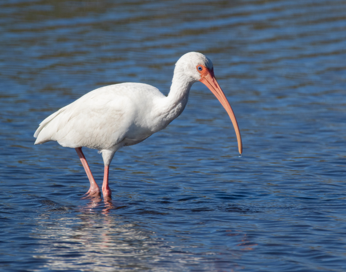 white ibis walking on a wetland