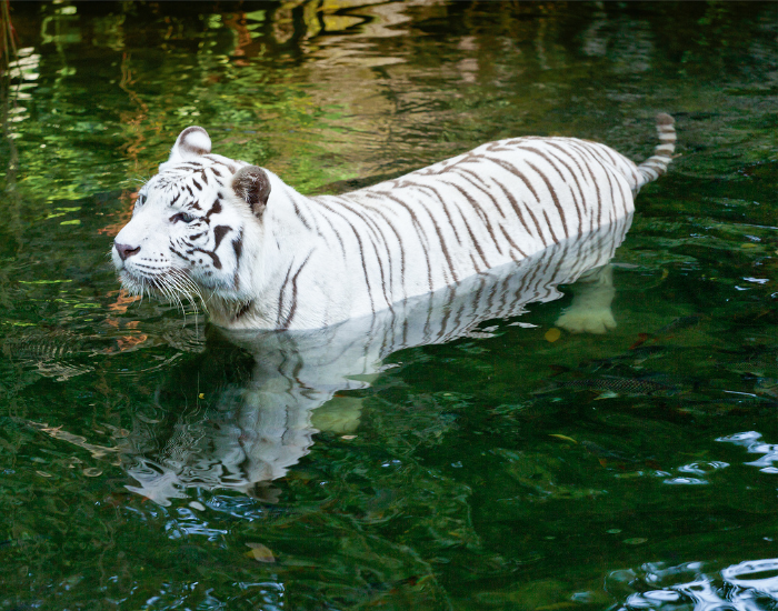 white-tiger-swimming.webp white tiger swimming