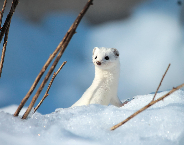 wild-ermine-weasel.webp