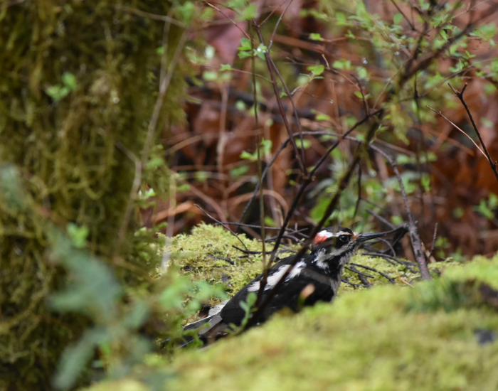 woodpecker.webp a woodpecker in a forest in canada