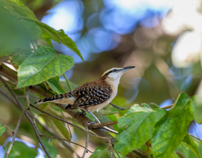 wren-in-a-tree.webp wren in the wild