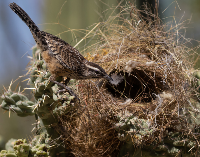 wren-nest.webp female wren feeding chick in a nest