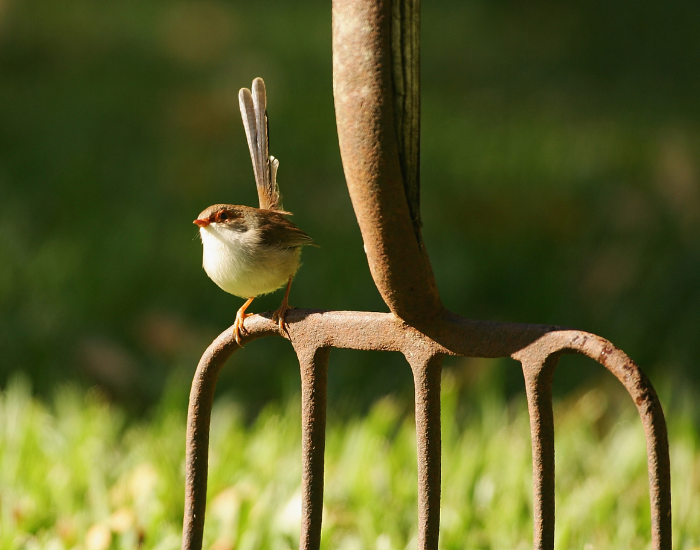 wren-on-garden-fork.webp wren standing on top of a garden fork