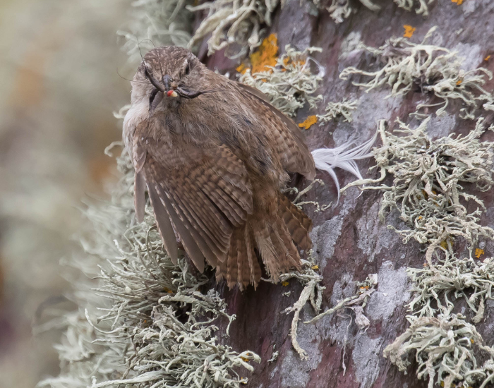 wren-on-tree-eating.webp Wren eating an insect