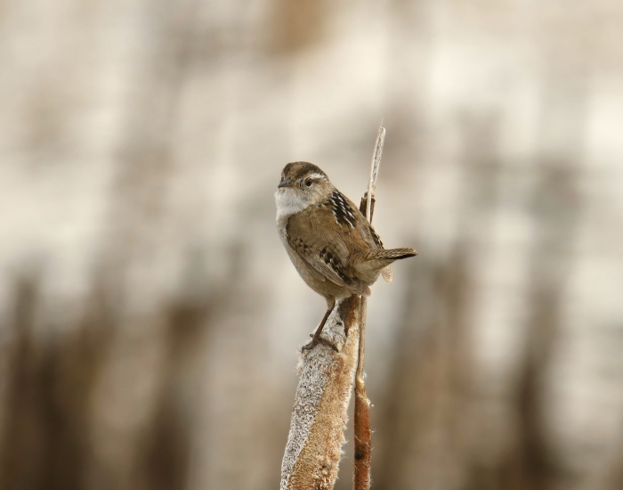 wren-wild.webp wren standing over crop