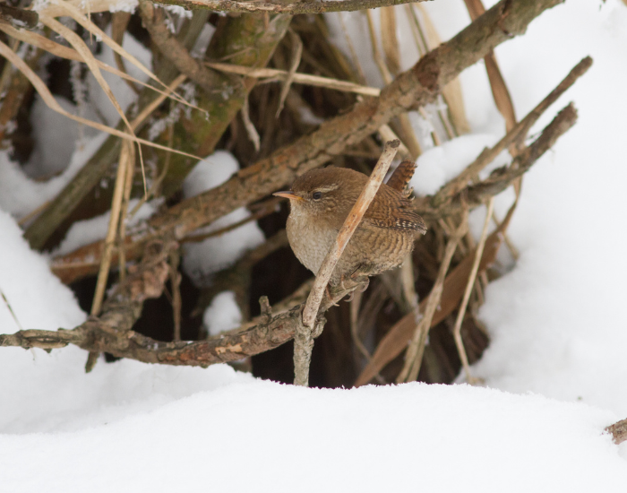 wren-winter.webp wren in a winter landscape