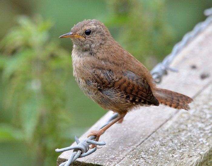 wren.webp wren standing over fence