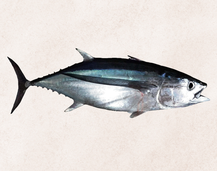 Albacore-Tuna-Thunnus-alalunga-2.webp Albacore Tuna with beige background close up