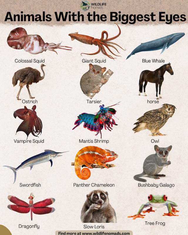 Animals With the Biggest Eyes infographic showing the top 15