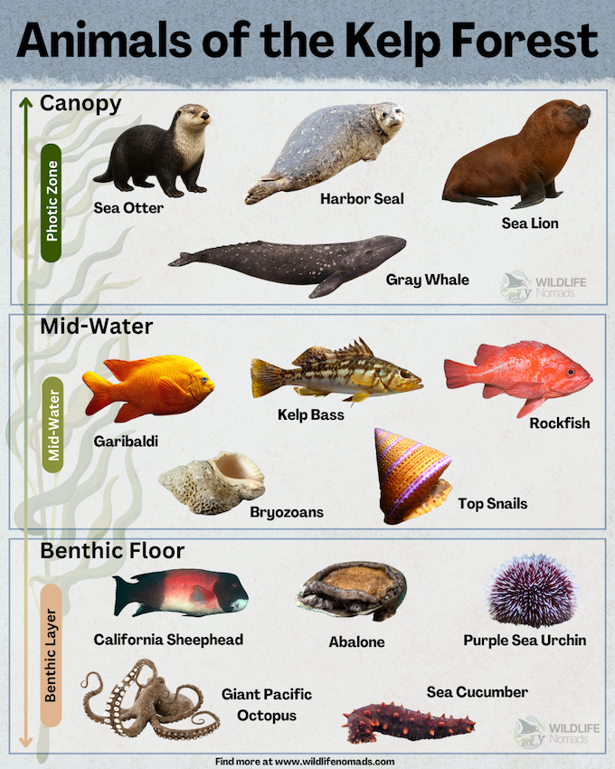 Animals-of-the-Kelp-Forest-by-layers-infographic-by-wildlife-nomads.webp Animals of the Kelp Forest infographic