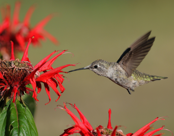 Annas-hummingbird-Calypte-anna-flying-2.webp anna's hummingbird flying and feeding from a red flower