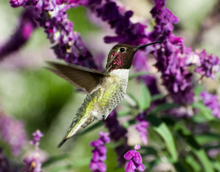 Annas-hummingbird-Calypte-anna-flying.webp anna's hummingbird flying near flowers