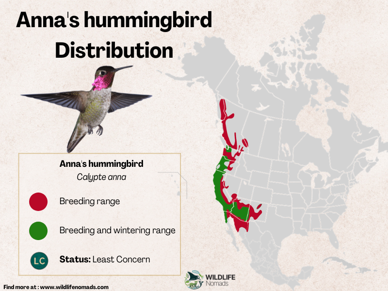 Annas-hummingbird-Distribution.webp Anna's hummingbird Distribution infographic