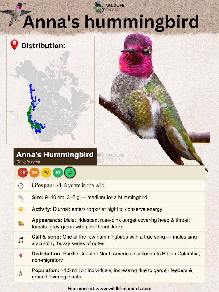 Annas-hummingbird-animal-profile.webp an infographic showing anna's hummingbird profile including name, scientific name, etc
