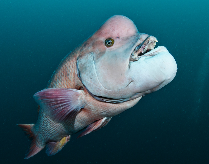 Asian Sheepshead Wrasse underwater swimming