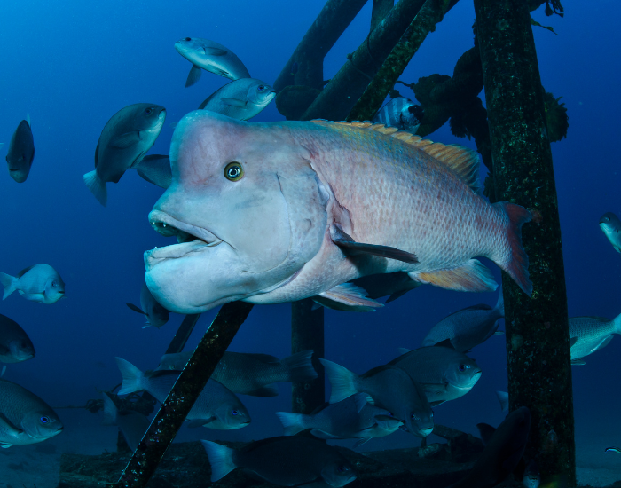 Asian-Sheepshead-Wrasse-Semicossyphus-reticulatus.webp Asian Sheepshead Wrasse underwater swimming