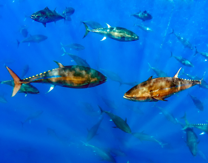 Atlantic-Bluefin-Tuna-Thunnus-thynnus.webp Atlantic Bluefin Tuna swimming underwater