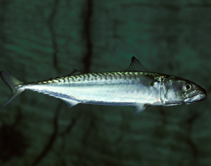 close up of an Atlantic Mackerel