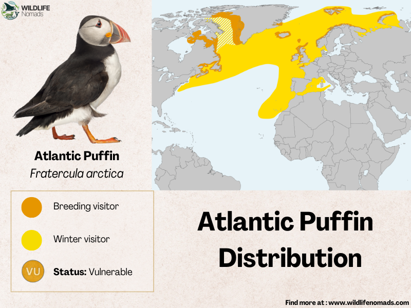 Atlantic-Puffin-Distribution-map-by-wildlife-nomads.webp distribution map of atlantic puffins
