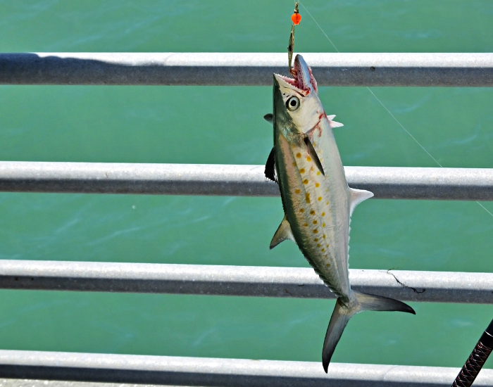 Atlantic-Spanish-Mackerel-Scomberomorus-maculatus.webp Atlantic Spanish Mackerel hanging from a fishing rod