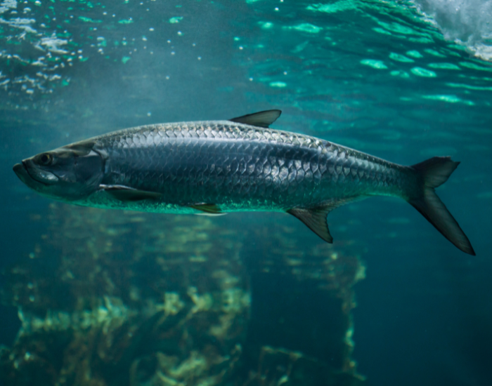 Atlantic-Tarpon-Megalops-atlanticus.webp Atlantic Tarpon underwater swimming