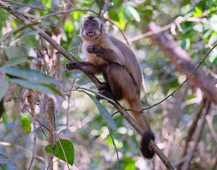 Azarass-Capuchin-Sapajus-cay.webp Azaras's Capuchin on top of a tree in the wild