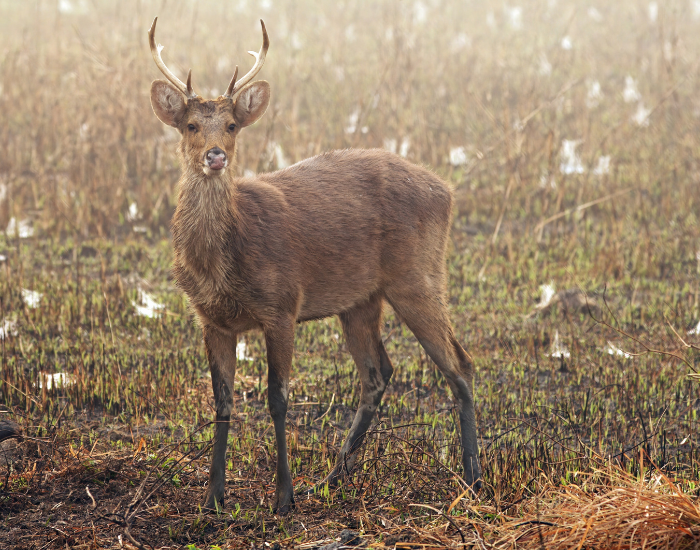 Barasingha-Rucervus-duvaucelii.webp Barasingha in the wild standing on a grass field