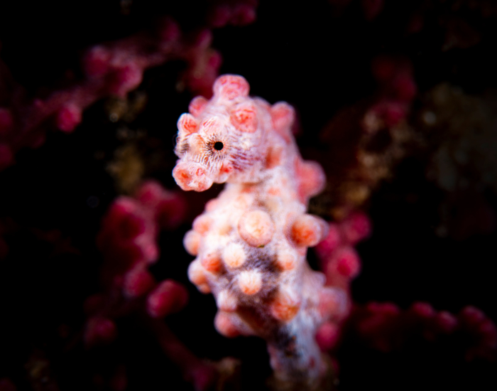 pygmy seahorse floating suspended