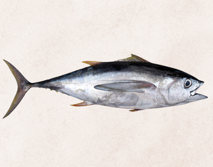 Bigeye-Tuna-Thunnus-obesus.webp Bigeye Tuna with beige background