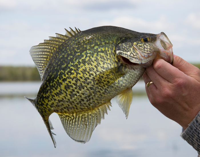 Black-Crappie-Pomoxis-nigromaculatus.webp a hand holding a Black Crappie