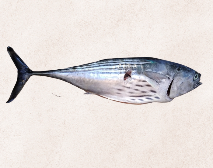 Black-Skipjack-Euthynnus-lineatus-1.webp close up of a Black Skipjack ( with beige background
