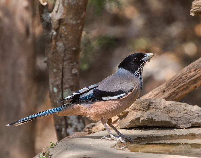 Black-headed-Jay-Garrulus-lanceolatus.webp Black-headed bird in the wild on a tree