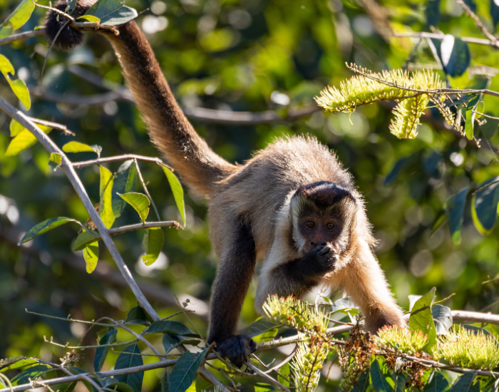 Black-striped-Capuchin-Sapajus-libidinosus.webp Black-striped Capuchin in a tree in the wild