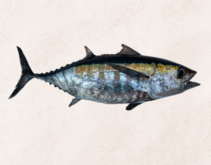 Blackfin-Tuna-Thunnus-atlanticus.webp Blackfin Tuna clos eup with beige background