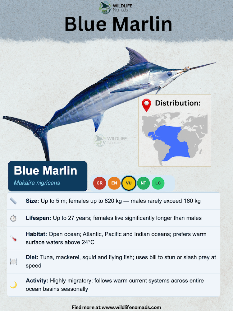 Blue Marlin animal species profile