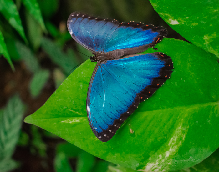 Blue-Morpho-Morpho-peleides.webp Blue Morpho standing on a leaf