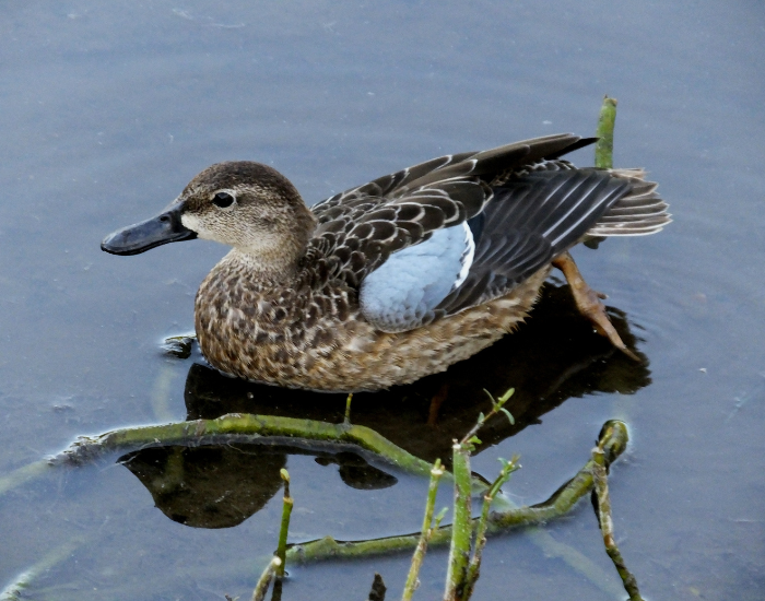 Blue-winged-Teal-Spatula-discors.webp Blue-winged Teal swimming