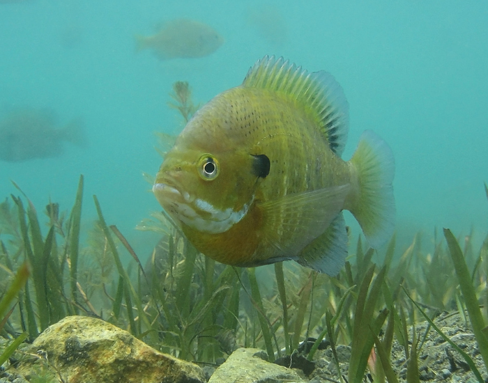 Bluegill-Lepomis-macrochirus.webp Bluegill fish swimming in the ocean with seagrasses