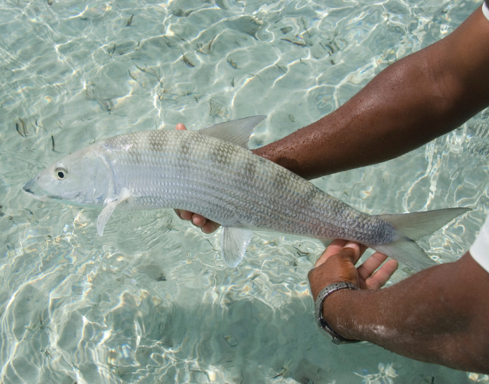 Bonefish-Albula-vulpes.webp humans hands holding a Bonefish just above the ocean on the shore