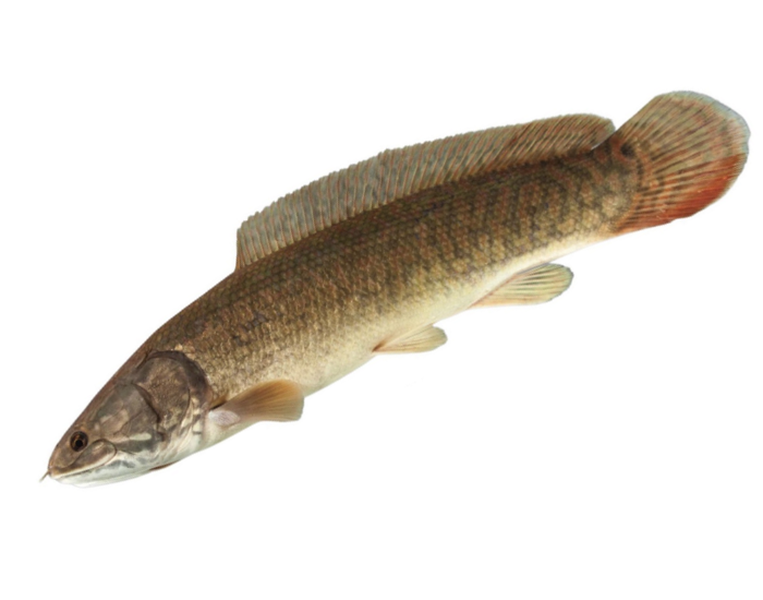 Bowfin-Amia-calva.webp Bowfin fish with white background