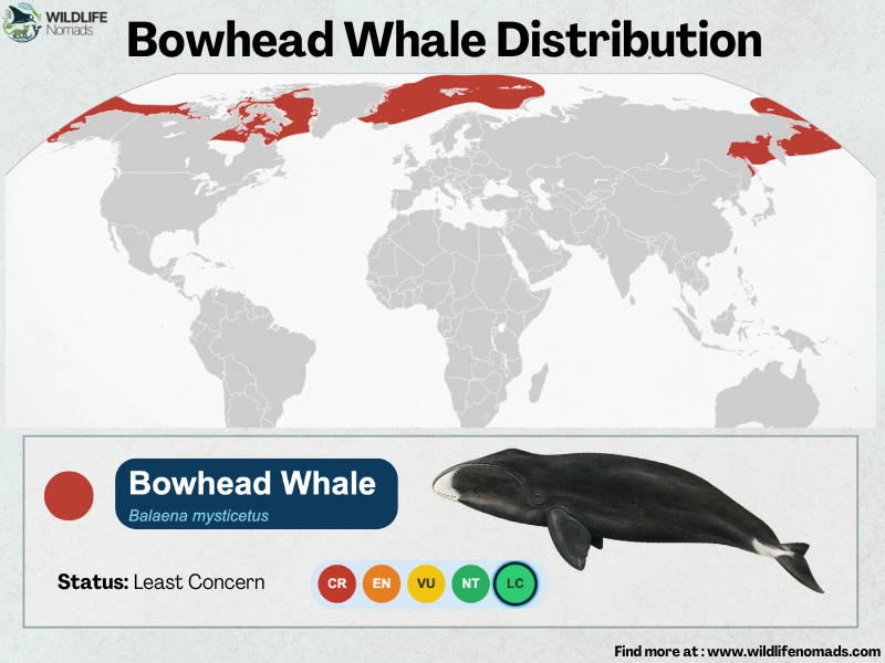 Bowhead-Whale-Distribution-map.webp a map showing the distribution of bowhead whales in the arctic