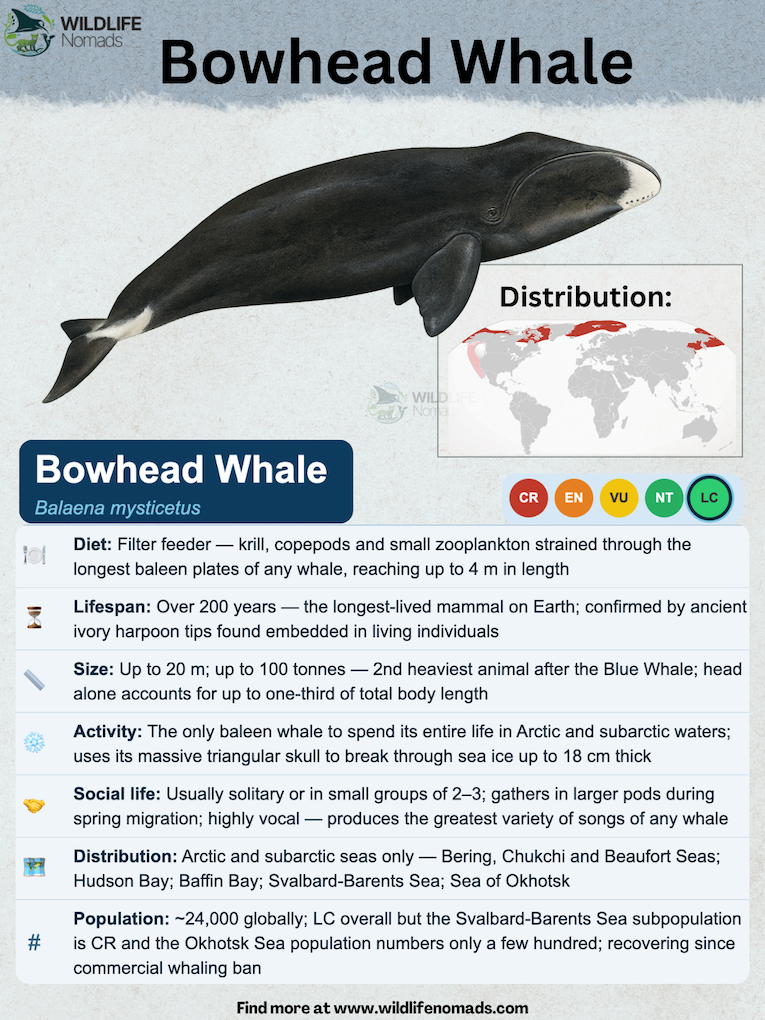 Bowhead-Whale-species-animal-profile.webp species profile for the bowhead whale showing the main information like diet, etc