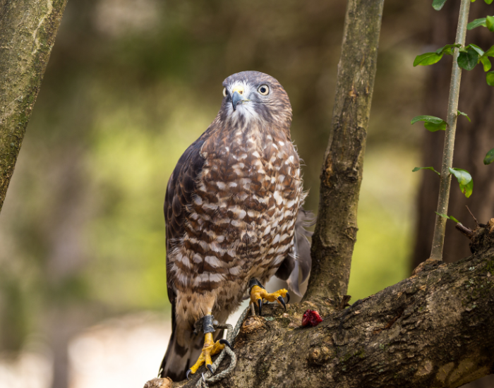 Broad-winged Hawk  in its natural habitat