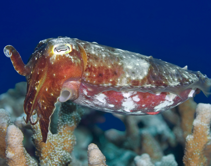 Broadclub-Cuttlefish-Sepia-latimanus.webp Broadclub Cuttlefish close up