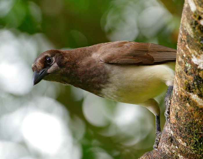 Brown-Jay-Psilorhinus-morio.webp Brown bird in a tree