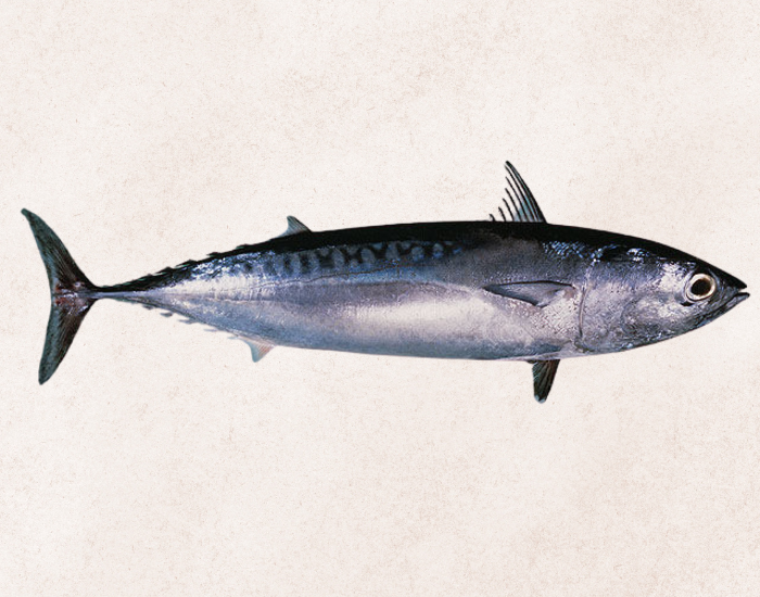 Bullet-Tuna-Auxis-rochei-1.webp close up of a Bullet Tuna with beige background